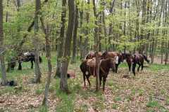 IMG-20240428-WA0014